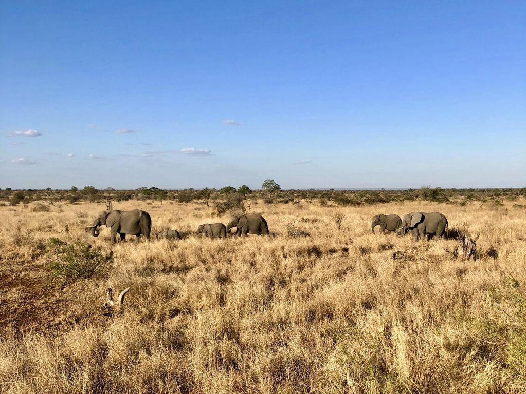 Kruger NP olifanten Zuid Afrika groepsrondreis 9